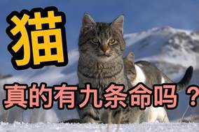 是只猫都爱吃鱼，关于猫咪的谣言，你听过哪些？